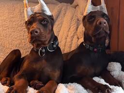 Krásná štěňata dobermanů s rodokmenem, psy i feny.