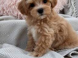 Krásná štěňátka pejska a fenky Maltipoo.