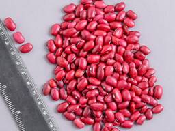 Kрасная фасоль