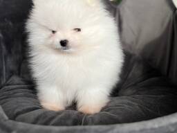 Krásna biela pomeranianka