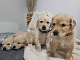 Labrador Retriever – 100 týdnů | Připraven k předání