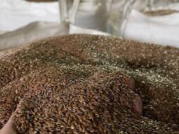 Лен коричневый, Вика яровая, редька масличная, Калиандр, горчица.