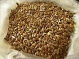 Лен масличный от 2000 тонн - фото 1