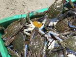 Live Red King Crab | Fresh And Frozen King Crab| Frozen Blue Swimming Crabs for sale - фото 2