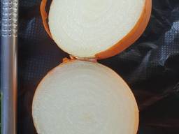 Лук репчатый на экспорт/ Onion for Export