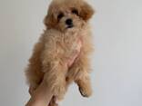 Maltipoo Boy f1 - photo 2