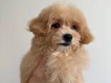 Maltipoo Boy f1 - photo 3