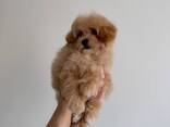 Maltipoo Boy f1 - photo 4