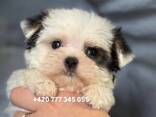 Maltipoo Morkie, 2,5 měsíce - photo 1