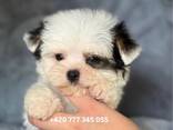 Maltipoo Morkie, 2,5 měsíce - photo 2