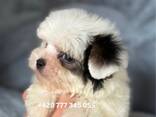Maltipoo Morkie, 2,5 měsíce - photo 3