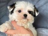 Maltipoo Morkie, 2,5 měsíce - photo 6