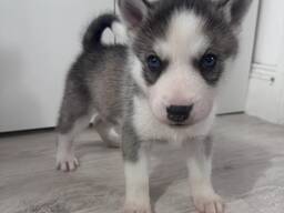 Maminka i táta jsou čistokrevní sibiřští huskyové