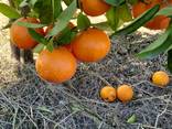 Mandarin hurt 20 t.
