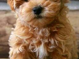 Nabízíme krásná štěňata Maltipoo F1