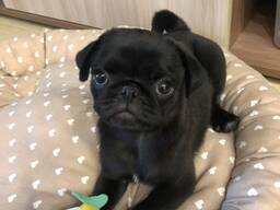 Nabízíme štěňátka Mops bez PP,