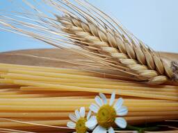 Nabízíme tvrdé odrůdy pšenice (Triticum durum)