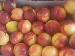 Персик, Нектарин Македония