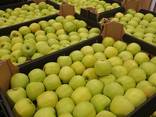 Offers apples from Poland / Продам яблоки из Польши