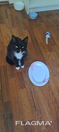 Отдам в добрые руки котика, Прага