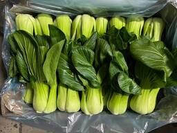 Pak Choi from Poland