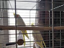 Papoušky dám do dobrých rukou