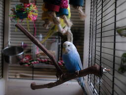 Odznaky papoušků – modré a žluté