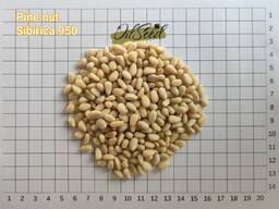 PINE NUTS Sibirica 950, 12,5 kg box &amp; vakuum