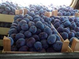 Plum industry, слива индустрия Македония