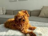 Poodle puppy - photo 1