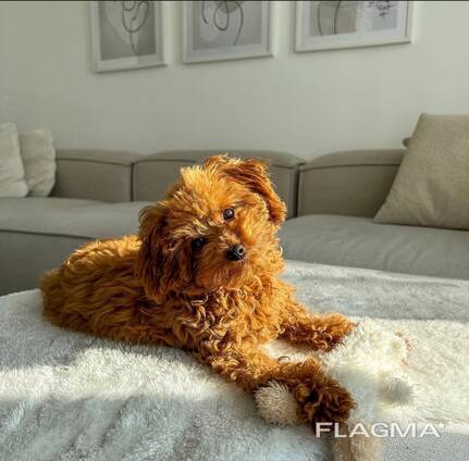 Poodle puppy
