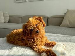 Poodle puppy