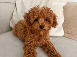 Poodle puppy - photo 2
