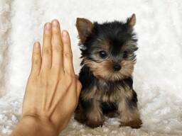 Prodám krásná štěňátka jorkšírského teriéra!