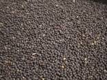 Prodáváme řepku bez GMO s dodáním k odběrateli. Kvalita odpovídá standardním specifikacím, - photo 1