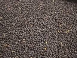 Prodáváme řepku bez GMO s dodáním k odběrateli. Kvalita odpovídá standardním specifikacím,