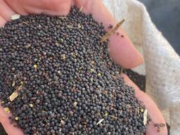 Prodej neGMO řepky od 1000 tun