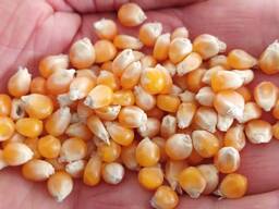 Prodám 100 tun popcornové koule