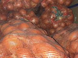 Prodám cibuli / продам лук