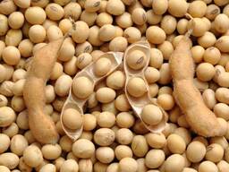 Prodám GMO sójové boby za podmínek FOB Izmail 6000 tun