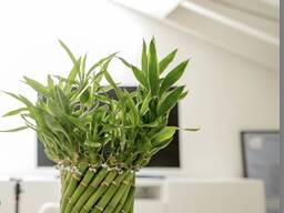 Pronájem kanceláře pro kosmetické služby