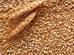 Pšenice potravinářská