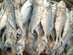 Quality Fresh Frozen Mackerel fish. Good Quality Frozen Horse Mackerel Fish