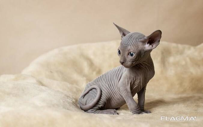 Registrovaná koťata Sphynx