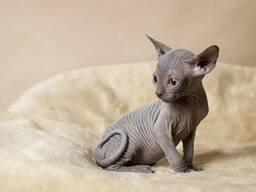 Registrovaná koťata Sphynx