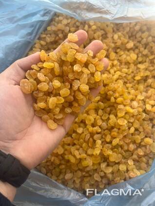 Rozinky Zlatý Kalifar