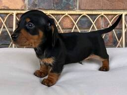 Rozkošná štěňata jezevčíka – 10 týdnů stará a připravená do nových rodin