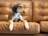 Saluki puppies - фото 4