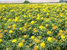 Semena světlice barvířské