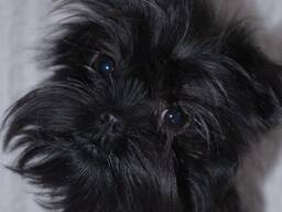 Щенки Аффенпинчера